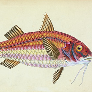 Classic Illustrated Zoologies and Related Works, 1550-1900