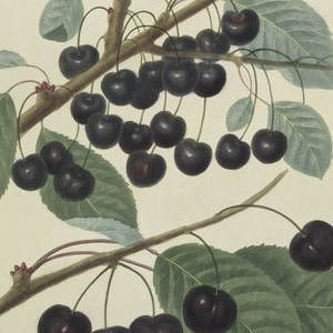 Nature Illustrated: Flowers, Plants, and Trees, 1550-1900